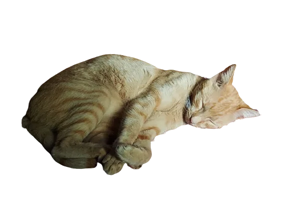 Gatinho Dormindo Deitado PNG transparente