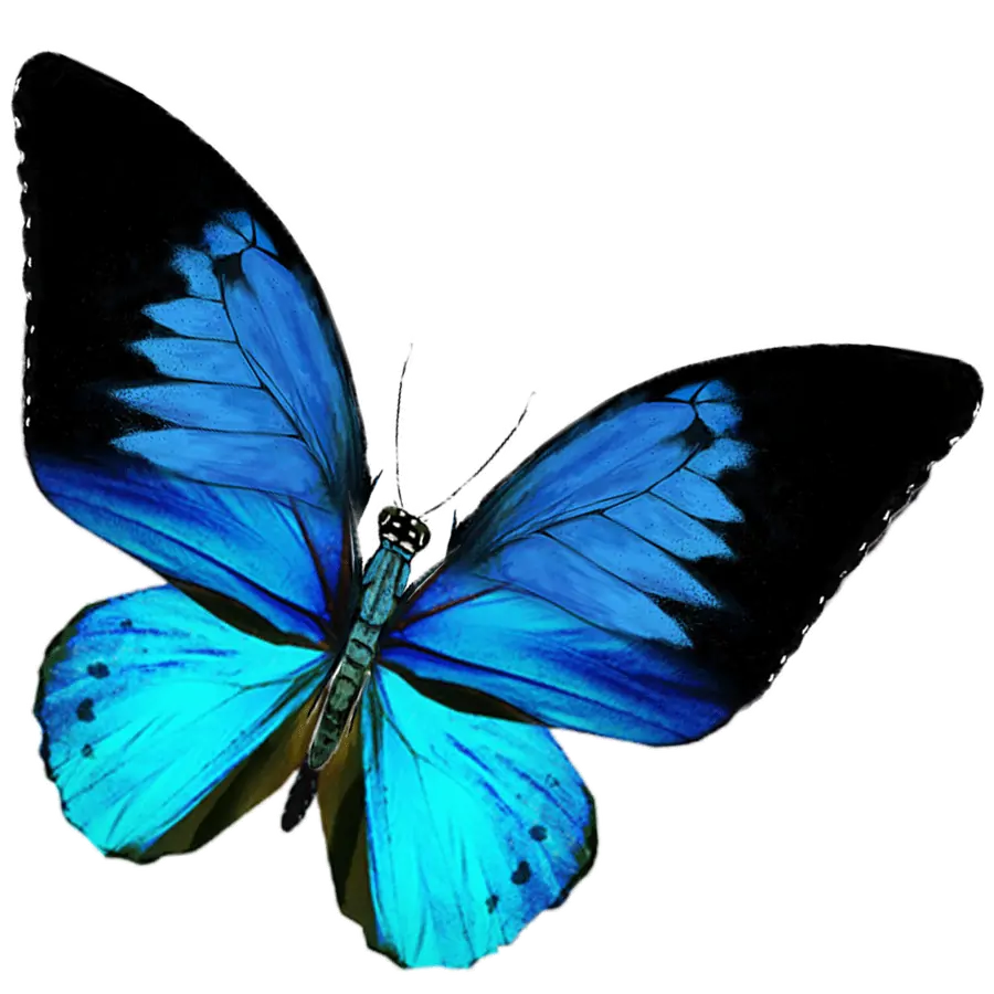 Borboleta Azul com Asas Abertas PNG transparente