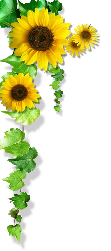Girassol Amarelo PNG