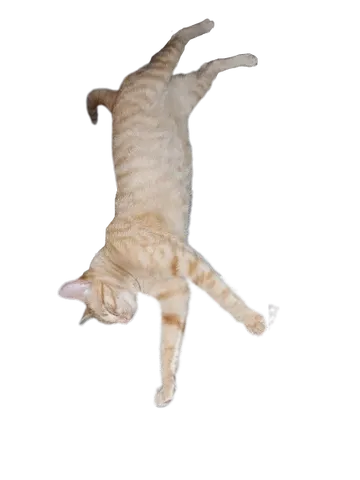 Gatinho Dormindo 1 PNG