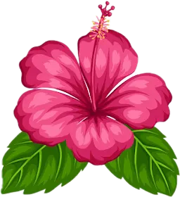 Hibisco Rosa PNG