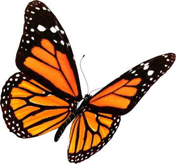 Borboleta Monarca Laranja PNG