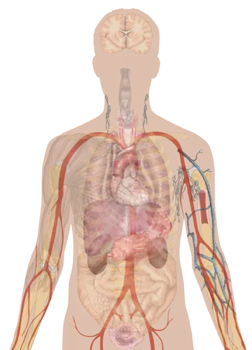 Silhueta de Homem com Órgãos PNG