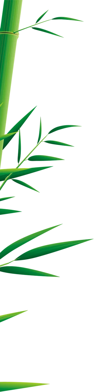 Bambu Lateral PNG