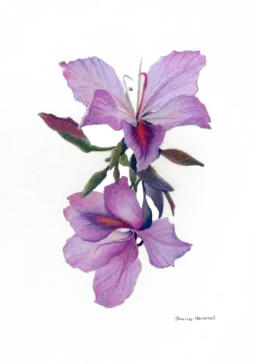Orquídeas Lilás PNG