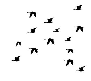 Bando de Pássaros Voando PNG